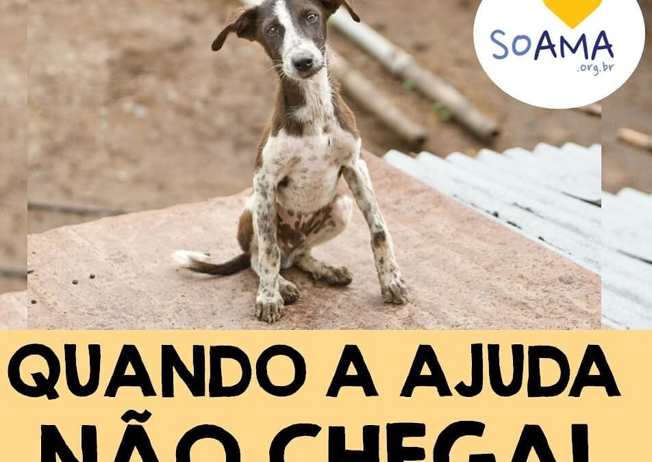 Cavalos sobreviventes abatedouro clandestino são resgatados pela PAC e  SOAMA – SOAMA