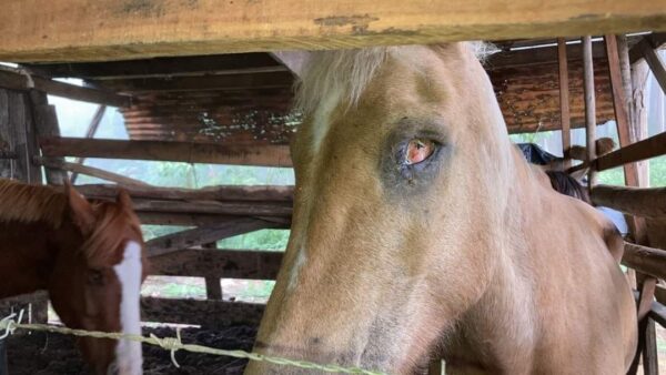 Cavalos sobreviventes abatedouro clandestino são resgatados pela PAC e  SOAMA – SOAMA