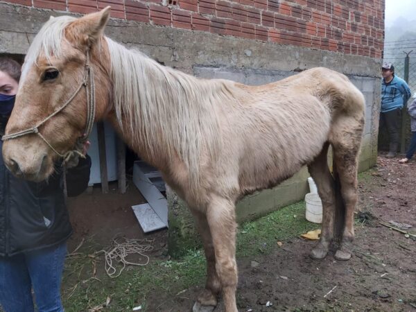 Cavalos sobreviventes abatedouro clandestino são resgatados pela PAC e  SOAMA – SOAMA